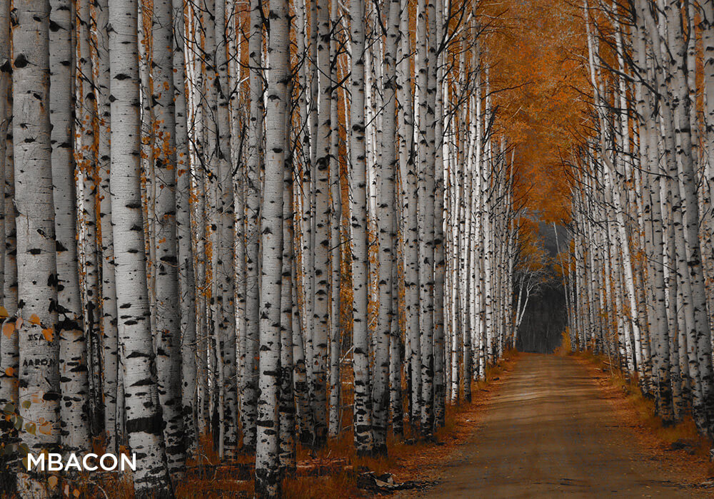 The Enchanting Colors of Aspen Alley