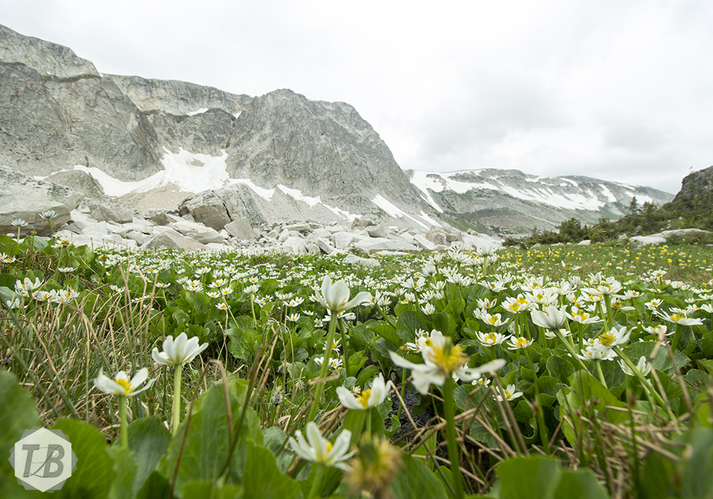 Moutain Marsh-marigold Wildflower | Tess Bagnell