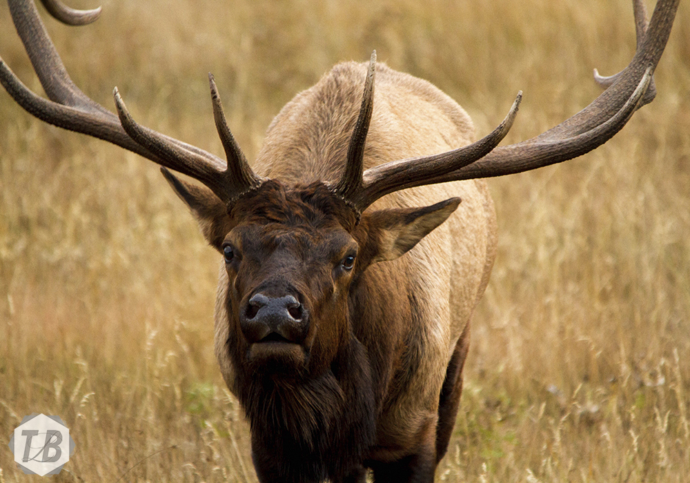 A close encounter with a Rocky Mountain elk.