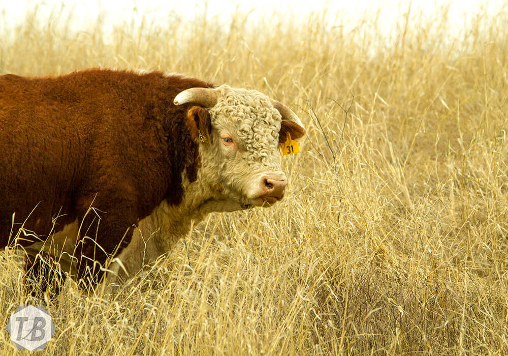 Nebraska Hereford Bull